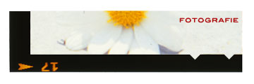 Caruccio Corporate Design